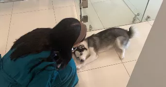 tévy pet sitter à MARSEILLE 05 13005