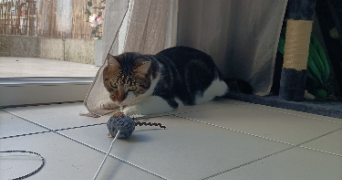 camille pet sitter à PONT DE METZ 80480_3