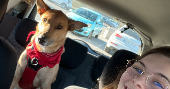 valentine pet sitter à FABREGUES 34690_3