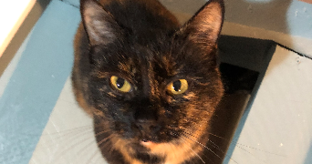 marie pet sitter à PARIS 18 75018_1