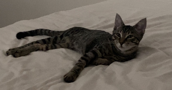 elvyra pet sitter à BLAGNAC 31700_2