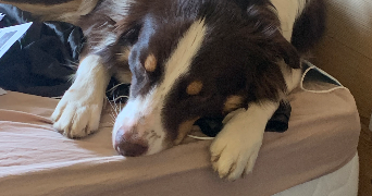 eulalie pet sitter à MULHOUSE 68100_4