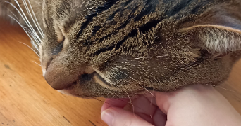 lilou pet sitter à PARIS 10 75010_3