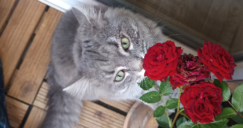 inès pet sitter à POITIERS 86000_3