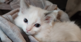 juliette pet sitter à LILLE 59160_4