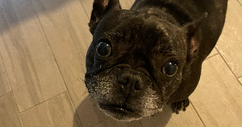 clara pet sitter à Vannes 56000_1