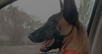 alicia pet sitter à MIRANDE 32300_0