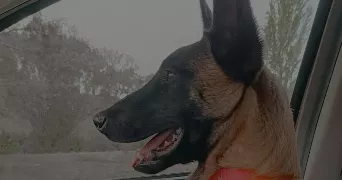 alicia pet sitter à MIRANDE 32300