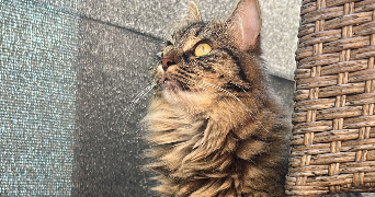 camilla pet sitter à HAGUENAU 67500_2