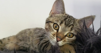emmanuelle pet sitter à VIGNEUX SUR SEINE 91270_0
