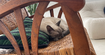 raphaël pet sitter à CASSIS 13260_0