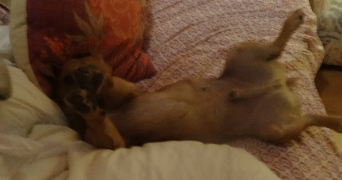 francoise pet sitter à ST JEAN D ELLE 50810_0