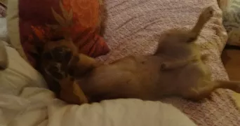 francoise pet sitter à ST JEAN D ELLE 50810