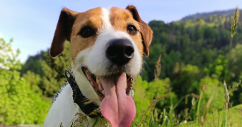 stéphanie pet sitter à ST PAUL SUR ISERE 73730_5