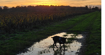 evan pet sitter à MERIGNAC 33700_1