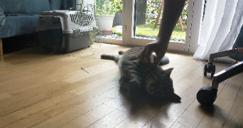 kim et edgar pet sitter à SURESNES 92150_5