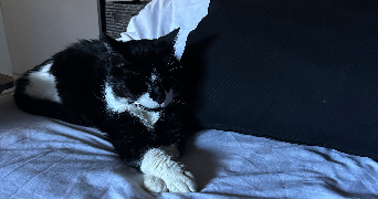 roza pet sitter à IVRY LA BATAILLE 27540_1