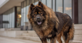 alice pet sitter à LANGRUNE SUR MER 14830_2