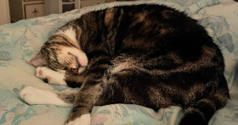 pauline cat sitter à LAPEYROUSE FOSSAT 31180_3