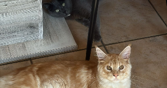capucine pet sitter à CHARMAUVILLERS 25470_6