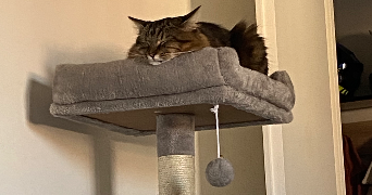 samantha cat sitter à SOISY SUR ECOLE 91840_3