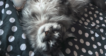 nicolas pet sitter à Neuilly sur Marne 93330_1