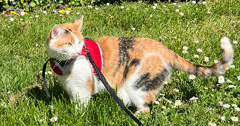 amandine pet sitter à WATTIGNIES 59139_1
