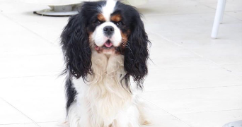 laurène pet sitter à TALANT 21240_4