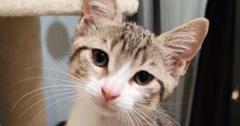 madison pet sitter à LE PERREUX SUR MARNE 94170_1