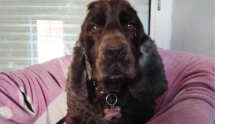 christine  pet sitter à POUZAY 37800_15