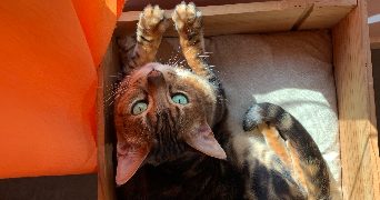willis pet sitter à VILLENAVE D ORNON 33140_0