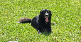 tony pet sitter à CORZE 49140_3