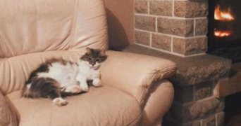 aude pet sitter à LIMOGES 87000_0