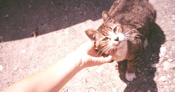 margot pet sitter à ST PIERRE DU MONT 40280_2