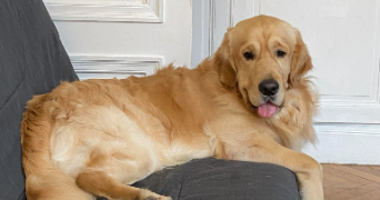 chloé pet sitter à ROUEN 76000_5