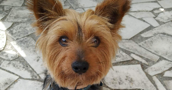 maïa pet sitter à ST LAURENT DES ARBRES 30126_0