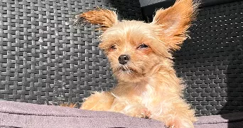 noémie pet sitter à REIMS 51100