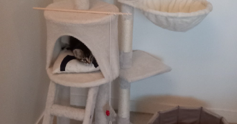 magali pet sitter à NOISEAU 94880_2