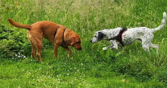 cécile pet sitter à Rouen 76100_5