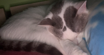 maël pet sitter à PLASSAC 17240_2
