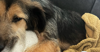 valentine pet sitter à DAMELEVIERES 54360_1