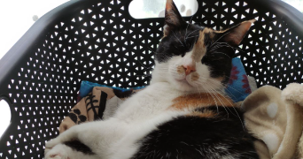 inès pet sitter à TOULENNE 33210_1