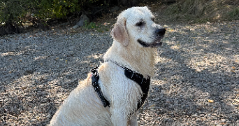 kevin pet sitter à BECON LES GRANITS 49370_1