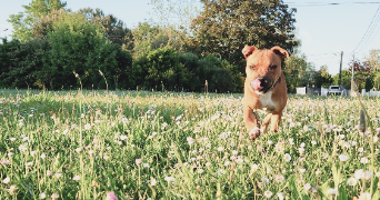 méli pet sitter à CHALLANS 85300_8