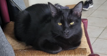 loriana pet sitter à CABRIERES D AIGUES 84240_2