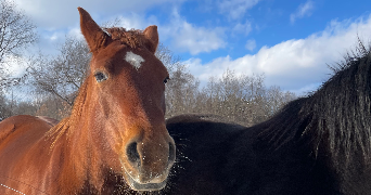 lucile pet sitter à Lyon 69007_1