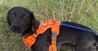 romane pet sitter à LES CERQUEUX 49360_1