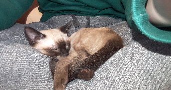 emma pet sitter à TOULOUSE 31400_5