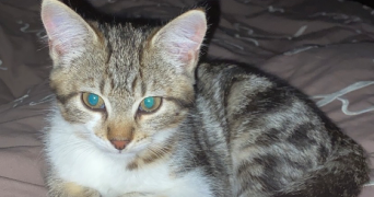 aurélie pet sitter à TALENCE 33400_3