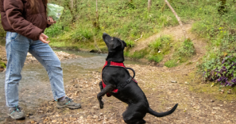 lisa pet sitter à ASTAFFORT 47220_3